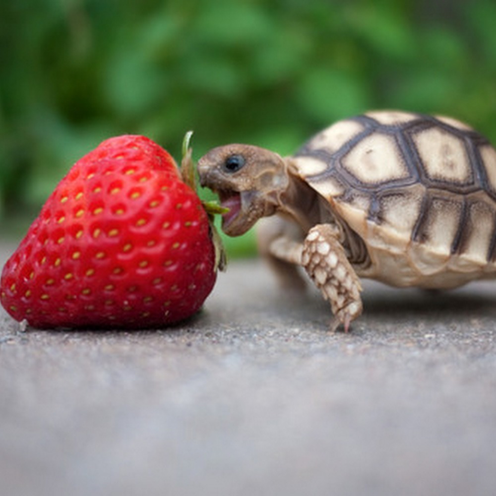 Meet your Posher, Alexandra